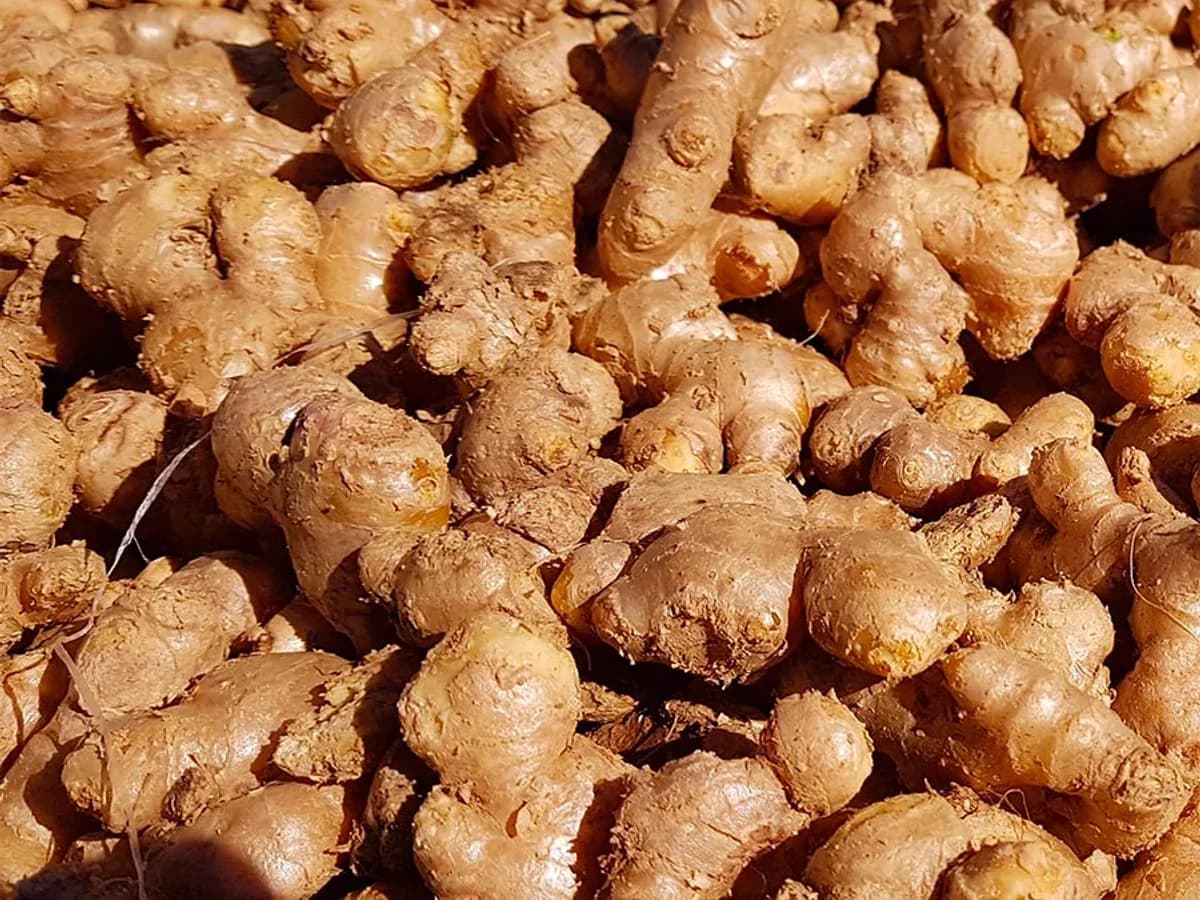 Gingembre Frais d'Afrique 500g - Food & Cucina - Marseille