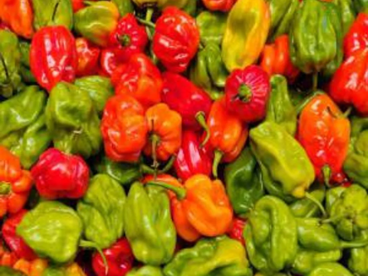 Piment Frais Africain (Barquette) - Alimentari - Marseille